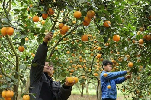 Khai thác hiệu quả thương hiệu cam Cao Phong