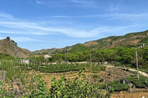 Trồng rau quả trái vụ ở vùng đồi núi, người Sơn La không có hàng để bán