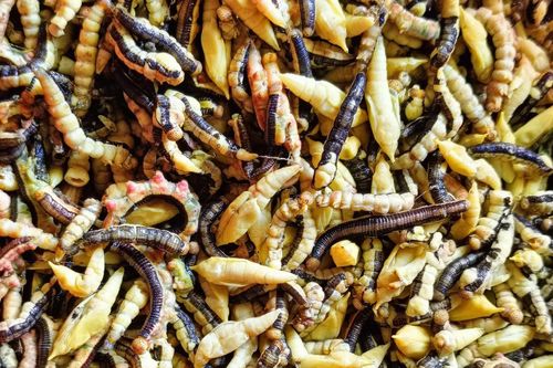 Đặc sản nức tiếng ở Tây Nguyên giá đắt đỏ, ăn béo ngậy, giòn giòn