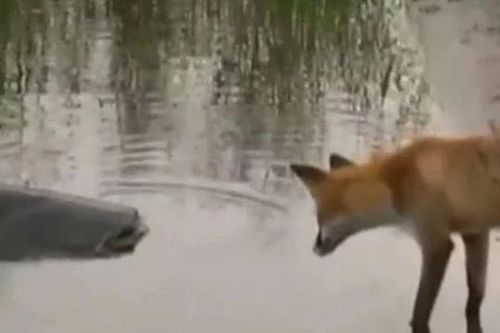CLIP: Cáo 'ăn trộm' cá trê khổng lồ của ngư dân và cái kết bất ngờ