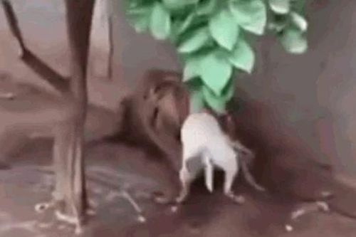 CLIP: Thấy hổ bị xích, chó pitbull lao lại tấn công rồi phải bỏ mạng