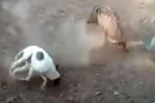 CLIP: Bị chó Pitbull truy sát, lợn rừng nổi điên tấn công ngược lại kẻ thù và cái kết