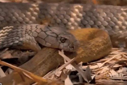 CLIP: Đụng độ rắn hổ mang, rắn chuột bị kẻ thù 'xơi tái' trong tích tắc