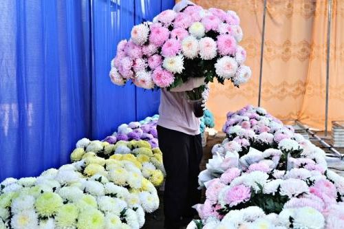 Sắc màu cúc mẫu đơn Đạ K'Nàng