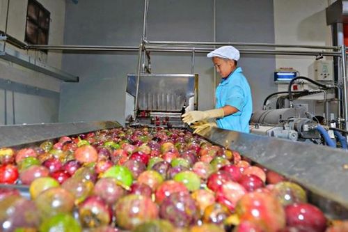 Lâm Đồng: Cơ hội xuất khẩu chanh dây chính ngạch sang thị trường Trung Quốc