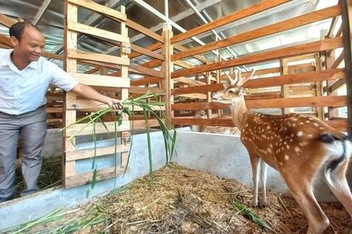 Liên kết chuỗi chăn nuôi giúp người dân Đông Giang cải thiện sinh kế