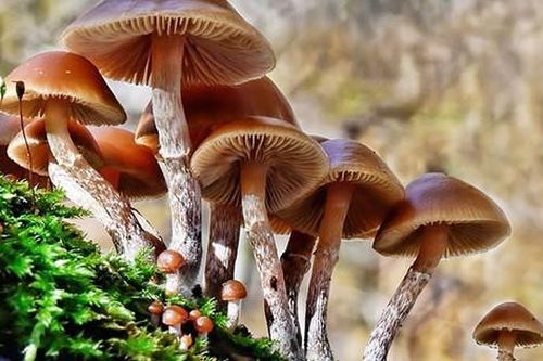 3 người nhập viện do ăn gà nấu cùng nấm hái ở nương, 1 trường hợp đã tử vong