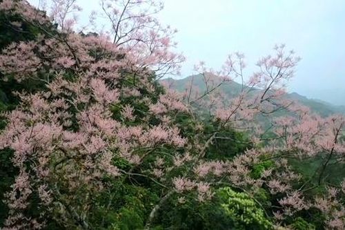Hoa ngô đồng bung nở trên núi đá vôi giữa đại ngàn Tà Long