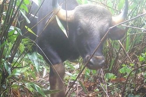 Đặt máy ảnh tự động ghi nhận sự xuất hiện động vật quý hiếm mới ở Tây Nguyên