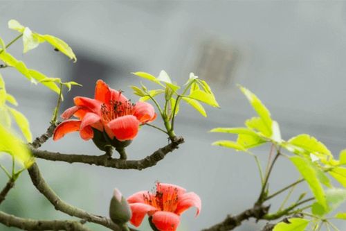 Cuối mùa hoa gạo