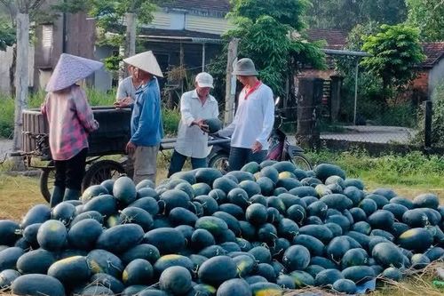 Dưa hấu Quảng Nam mất mùa, rớt giá
