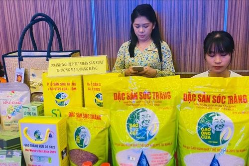 Trồng lúa ST25 lãi cao, nông dân mở rộng diện tích