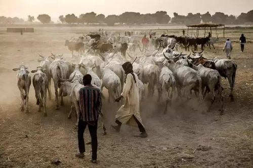 Giao tranh đẫm máu tại Nigeria, ít nhất 56 người thiệt mạng
