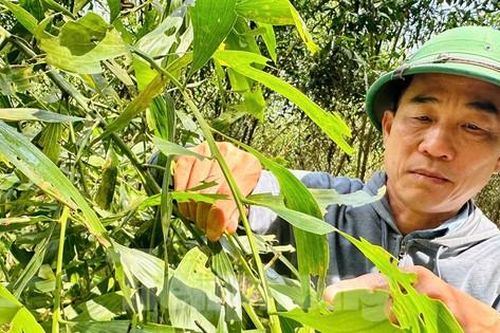 Rừng keo bạt ngàn bị sâu ăn trơ trụi, người dân mất sinh kế