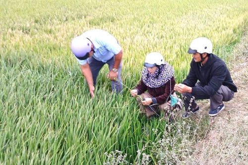 Đắk Lắk: Hàng trăm héc-ta lúa không trổ bông