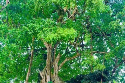 Cây sanh dáng thế 'cổ - kỹ - mỹ' ở Nghệ An - kiệt tác thiên tạo