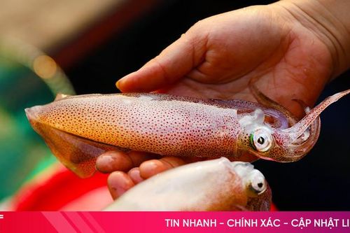 Vì sao du khách đến Hà Tĩnh nhất định thưởng thức mực nhảy Vũng Áng?