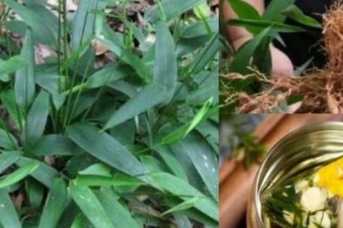 Cỏ dại chứa 'lá vàng, rễ ngọc', người Việt hái bán là kiếm bộn