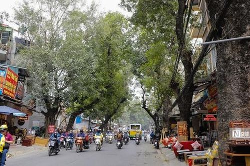 Hà Nội: Hiện trạng hàng cây xanh sắp bị chặt hạ và di chuyển để mở đường