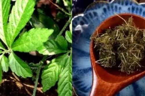 Việt Nam có cây 'trường thọ', đem lá sấy khô mà hái ra 'vàng'