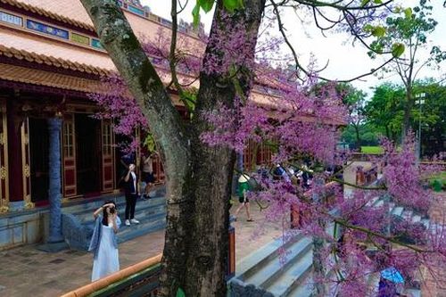 Du khách say đắm ngắm vẻ đẹp của 'vương giả chi hoa' trong hoàng cung