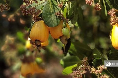 Tất bật mùa thu hoạch tại 'thủ phủ' điều Việt Nam