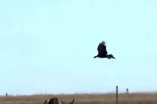 CLIP: Liều mạng săn kangaroo, đại bàng suýt nữa phải bỏ mạng