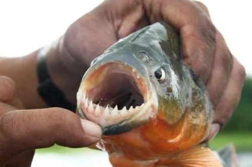Cá piranha – Sát thủ máu lạnh vùng sông Amazon