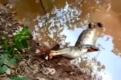 CLIP: Chình điện tung đòn chí mạng khiến cá sấu 'đơ người'