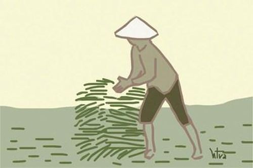 Gom nắng mùa gặt