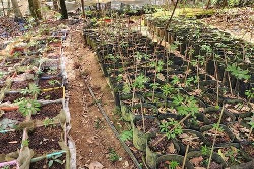 Kon Tum phê quy hoạch khu công nghiệp dược liệu gần 220ha tại Đăk Tô