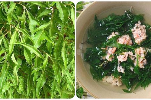Các bài thuốc chữa bệnh thường gặp từ cây đinh lăng