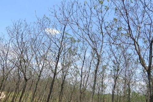 Quảng Bình: Cây cao-su héo lá trong mùa cạo mủ, người lao động buồn lòng