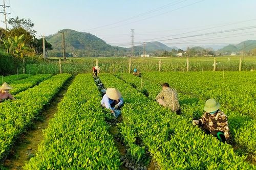 Quản lý rừng bền vững để chống biến đổi khí hậu