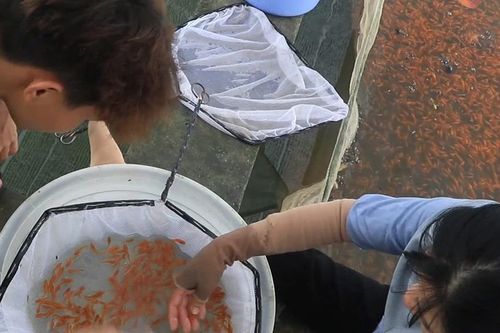 Thu về triệu đô từ hoa lan, cá cảnh xuất ngoại