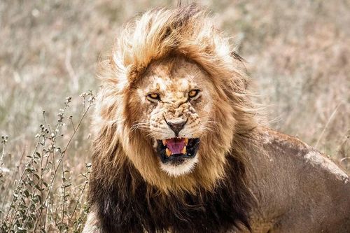 Sự vụ đau lòng ở Kenya: Bé gái thiệt mạng vì sư tử