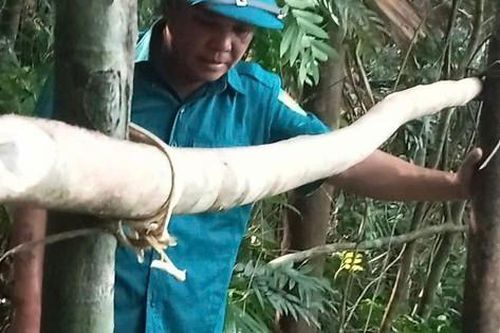 Ngủ qua đêm trong rừng, người đàn ông tử vong trên võng