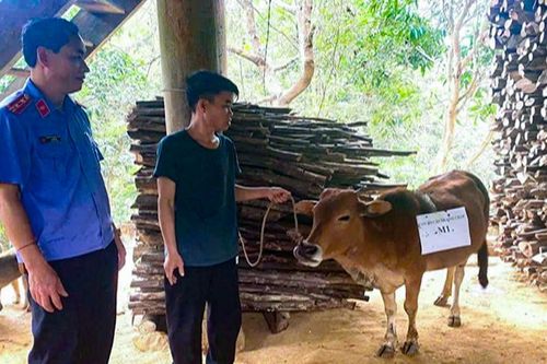 Ly kỳ 2 nhà đưa bò đi xét nghiệm ADN, chi phí 'chát' hơn giá con bò