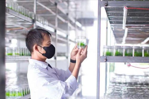 Gia Lai: cải thiện chất lượng giống cây lâm nghiệp với công nghệ nuôi cấy mô