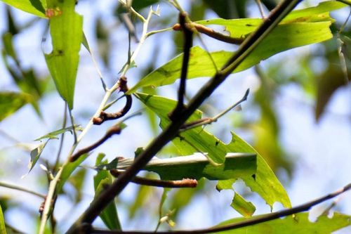 Sâu đo gây hại rừng keo bùng phát ở Tân Kỳ