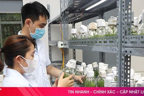 Hợp tác xã đầu tiên ở Hà Tĩnh đưa công nghệ cao vào sản xuất cây giống