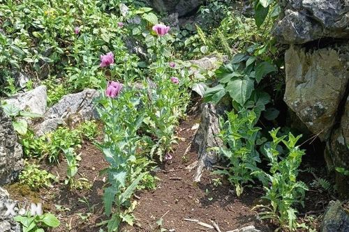 Đẩy lùi 'cây cấm,' gìn giữ bình yên nơi phên dậu Tổ quốc