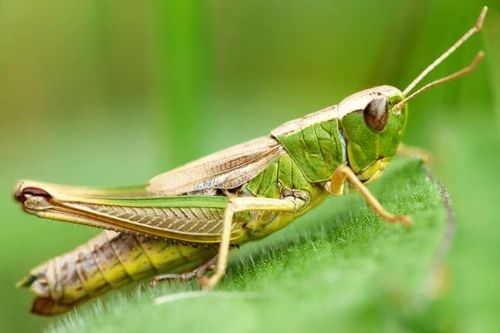 Khi nàng vượt trội chàng: Bí ẩn đằng sau sự 'lệch pha' kích thước ở côn trùng