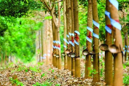 Giá nông sản hôm nay (20/4): Đầu tuần, giá cao su duy trì trạng thái ổn định