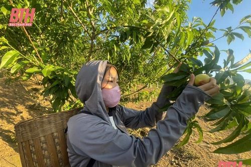 Mùa thu hoạch đào ở Lốc Há