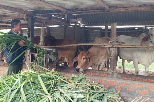 Kinh tế trang trại mang lại hiệu quả cao