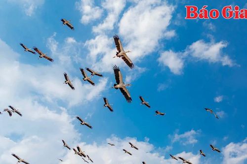 Chiêm ngưỡng hàng trăm con cò ốc quý hiếm bay lượn trên cánh đồng ở xã Ia Mrơn
