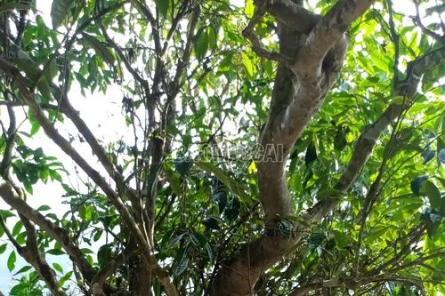 Công nhận 80 cây chè Shan là nguồn giống cây trồng lâm nghiệp