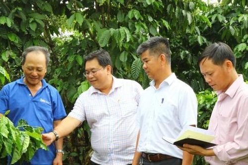Về vùng cà phê công nghệ cao