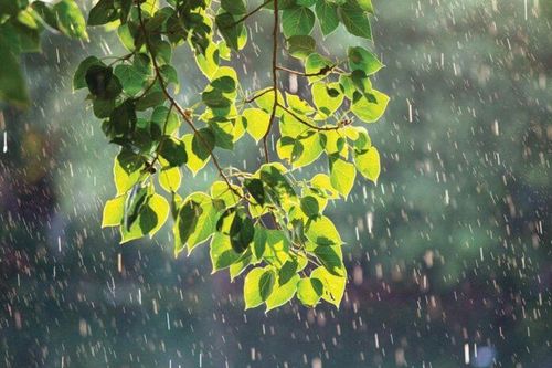 Tản mạn mưa hè